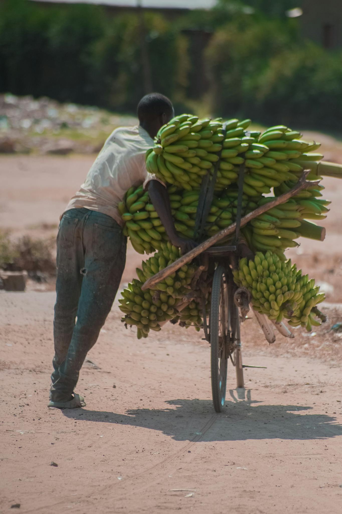A man pushing a bicycle loaded with green bananas on a rural road during the day.