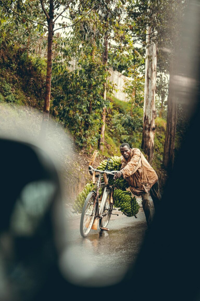A man rides a bicycle loaded with green bananas along a forest path.